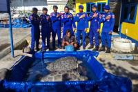 Seorang Nelayan di Maumere-Sikka Dibekuk Polairud Polda NTT Karena Tangkap Penyu