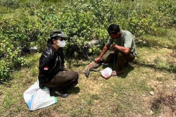 Diduga Digilas Kendaraan, Komodo Ditemukan Mati Di Ruas Jalan Kampung Kenari Golo Mori-Labuan Bajo