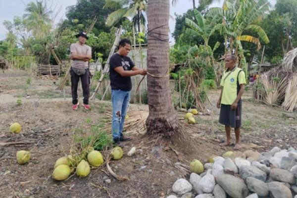 Warga Oefatu-Amfoang Barat Laut Tewas Terjatuh dari Atas Pohon Kelapa 