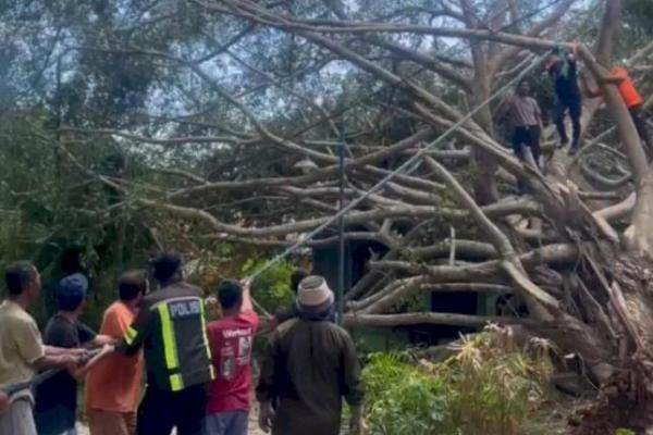  Rumah Warga Oenasi-TTS Hancur Tertimpa Pohon Beringin yang Tumbang 