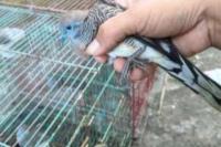 Tim Gabungan Gagalkan Pengiriman Puluhan Ekor Burung yang Dilindungi di Pelabuhan Lorens Say-Maumere