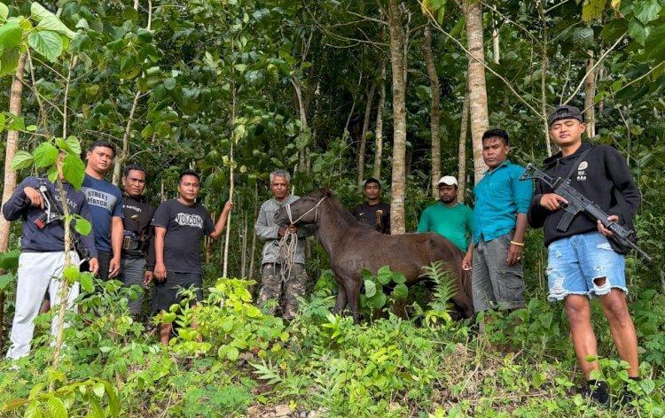 Hilang Sepekan, Kuda Warga Sumba Tengah Ditemukan Tim Gabungan Polres Sumba Barat