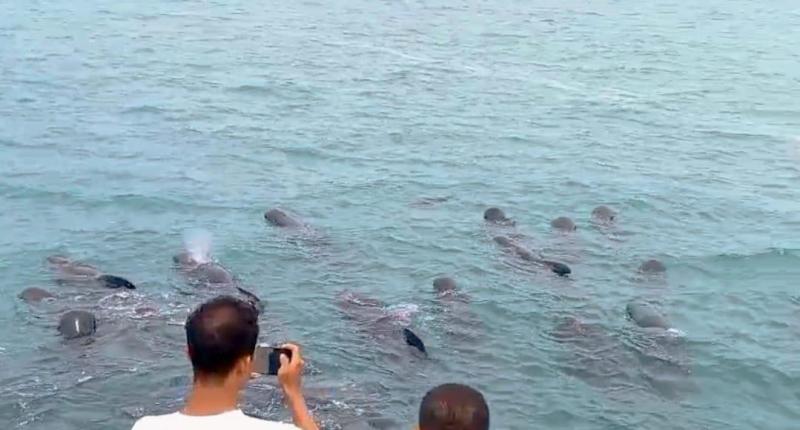 Gerombolan Ikan Paus Pilot Berhasil Diselamatkan di Perairan Fuafuni-Rote Barat Daya