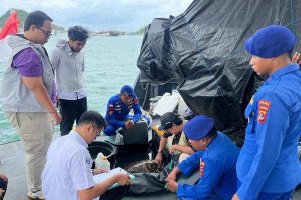 Anggota Ditpolairud Polda NTT menyelamatkan seekor penyu sisik pada Senin (9/3/2026) 