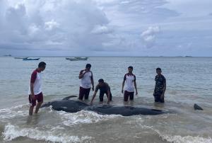BKKPN Kupang Pastikan 21 Paus Mati di Rote Barat Daya 