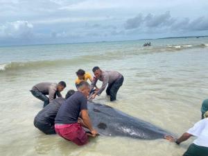 21 Ekor Paus Mati di Perairan Fuafuni-RBD,, Brimob Polda NTT Bantu Kubur Bangkai Paus