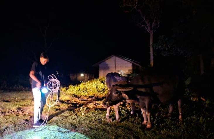  Dua Ekor Ternak Diduga Hasil Curian, Diamankan Polres Sumba Barat Daya