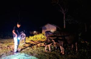  Dua Ekor Ternak Diduga Hasil Curian, Diamankan Polres Sumba Barat Daya