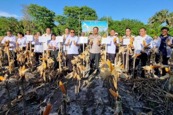Gubernur NTT, Emanuel Melkiades Laka Lena didampingi Wakapolda NTT, Brigjen Pol Baskoro Tri Prabowo dan Kasatgas Pangan Polda NTT, Kombes Pol FX Irwan Arianto melakukan panen jagung di Kelurahan Naibonat, Kabupaten Kupang, Rabu (1/4/2026) petang. 