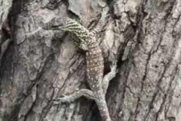 Seekor biawak komodo temuan warga dilepasliarkan kembali ke habitatnya 