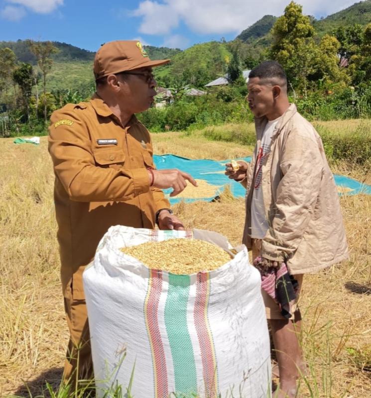 Kepala Dinas Pertanian Kabupaten Manggarai, Ferdy Ampur, saat melakukan monitoring pemanfaatan alat panen di lapangan. 