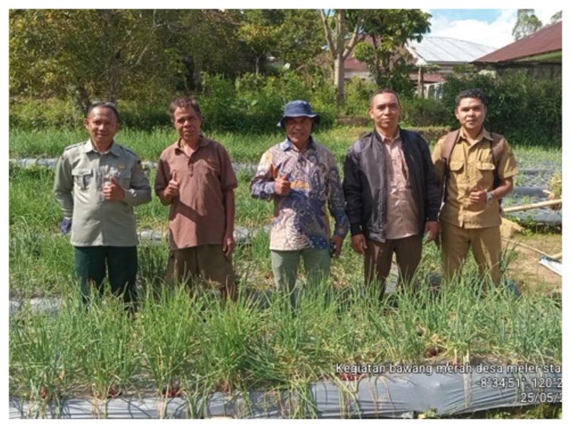 Bawang Merah Tumbuh Subur di Daerah Dingin Manggarai, DPRD Usulkan Pilot Project di 10 Desa