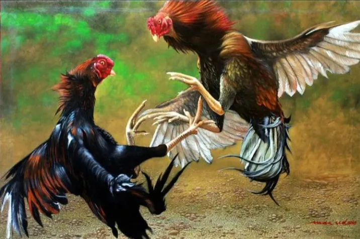 ilustrasi sabung ayam 