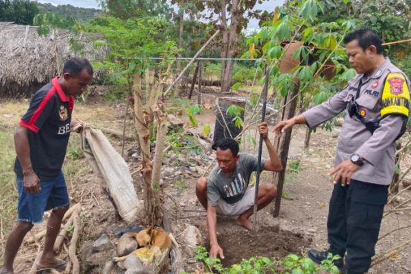 Anjing rabies saat dimusnahkan dan dikuburkan 