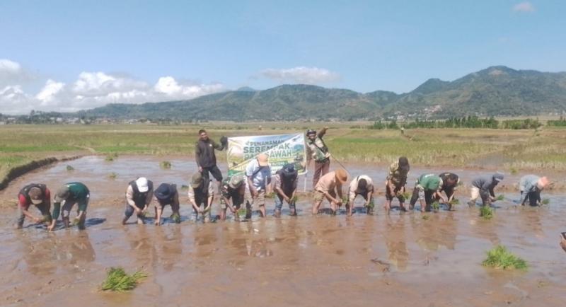Babinsa Koramil 1612-01/Ruteng bersama BRMP NTT, penyuluh pertanian, dan Kelompok Tani Mangge Permai saat kegiatan tanam Optimalisasi Lahan (Oplah) di Desa Meler, Kecamatan Ruteng, Kabupaten Manggarai, Jumat (10/7/2026). 